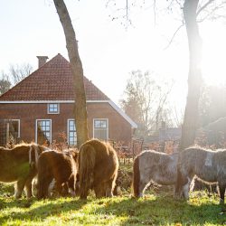 Boerderij Lodges - Het Verborgen Verblijf